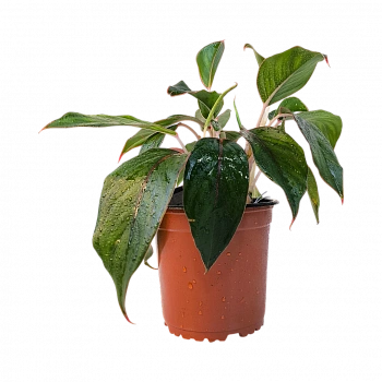 Аглаонема Сапфир / Aglaonema Sapphire, Sapphire Suzanne