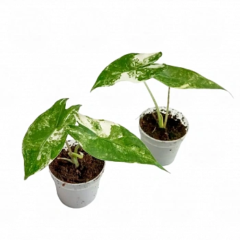Алоказия longiloba 'Albovariegata'