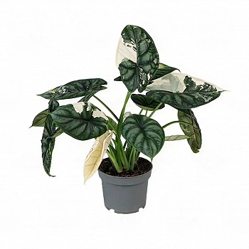 Алоказия 'Dragon Scale Variegata'