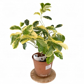 Цитрон Пиретто вариегатный / Citrus medica Piretto variegatis — цитрусовое растение, фото
