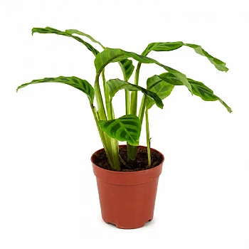 Калатея Грин Эппл / Calathea Green Apple