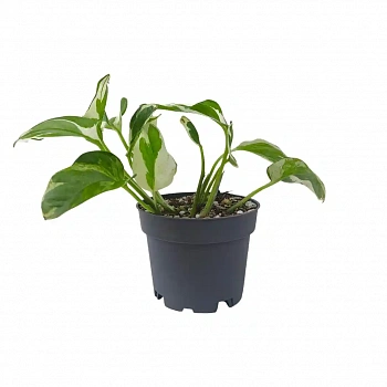 Epipremnum pinnatum Jade в горшке