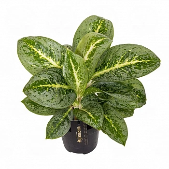 Аглаонема "Lemon Mint"