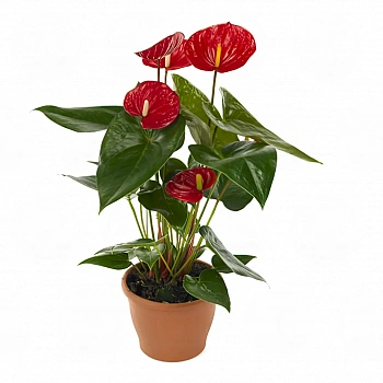 Антуриум Оклахома / Anthurium OKLAHOMA