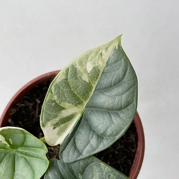 Алоказия 'Silver Dragon Aureovariegata'