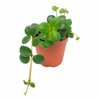 Пеперомия tetraphylla "Hope"
