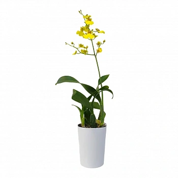 Онцидиум желтый / Oncidium