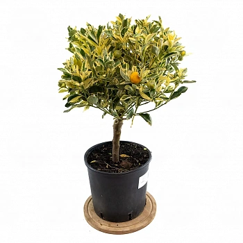 Каламондин вариегатный / Calamondin — цитрусовое растение, фото

