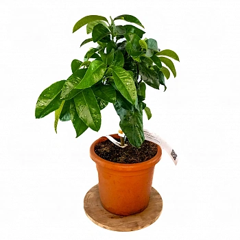 Бергамот Кастагнаро / Bergamot Castagnaro — цитрусовое растение, фото
