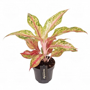 Аглаонема Тай Ред,Тайланд Рэд/ Aglaonema Thai Red, Tailand Red