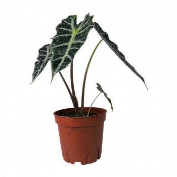 Алоказия Полли / Alocasia amazonica Polly