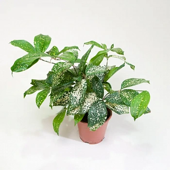 Драцена Суркулоза Флорида Бьюти / Dracaena surculosa Florida Beauty