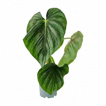 Филодендрон Пастазанум / Philodendron Pastazanum