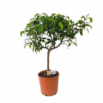 гибрид ichangensis x C. reticulata o C. junos  — цитрусовое растение, фото
