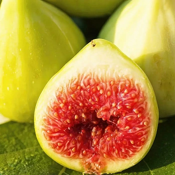 Инжир Вердино / Ficus Carica Verdino
