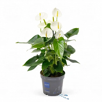 Антуриум Карма Вайт Компакт / Anthurium KARMA WHITE COMPACT