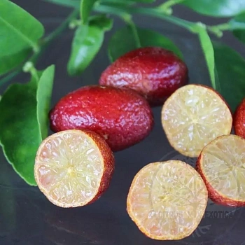 Микроцитрус Блад Лайм / Microcitrus Blood Lime — цитрусовое растение, фото
