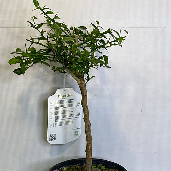 Микроцитрус Бианко / Microcitrus Bianca — цитрусовое растение, фото
