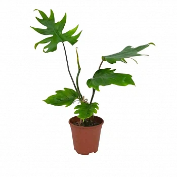Филодендрон дваждыперистонадрезный/ Philodendron bipinnatifidum
