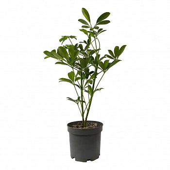 Шеффлера зеленая / Schefflera "Green"