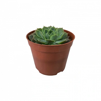 Эхеверия Онслоу /  Echeveria Onslow