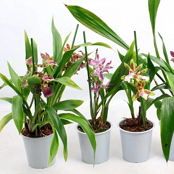 Зигопеталум Лузендорф / Zygopetalum Louisendorf