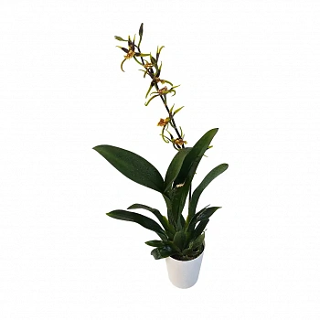 Онцидиум Галлий / Oncidium Hallii