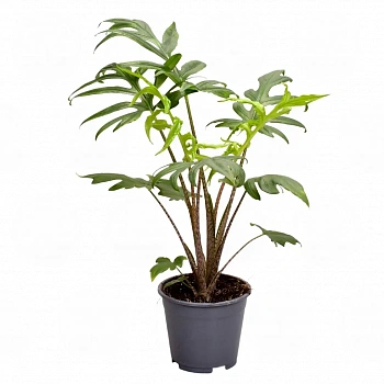 Алоказия brancifolia 'Pink Passion'