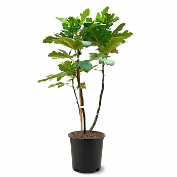 Инжир Браун Туркей / Ficus Carica Brown Turkey