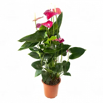 Антуриум Вайлет Харт / Anthurium Violet Heart
