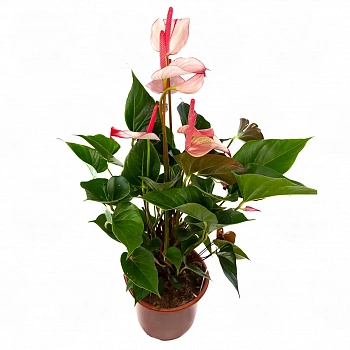 Антуриум Бэйсик лайн микс / Anthurium Basic line mix