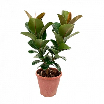 Фикус эластика "София" / Ficus elastica "Sofia"