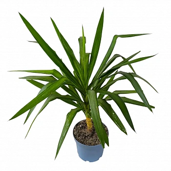 Юкка гигантская (без ствола) / Yucca gigantea
