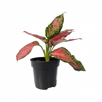 Аглаонема Фулл Ред/ Aglaonema Full Red