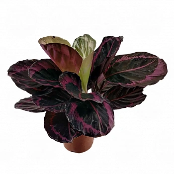Калатея roseopicta 'Princess Jessie'