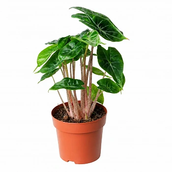 Алоказия Айвори Кост / Alocasia Ivory Coast