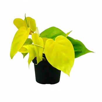 Филодендрон scandens "Micans Lime"