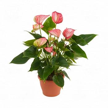 Антуриум Ливиум Ред / Anthurium LIVIUM RED