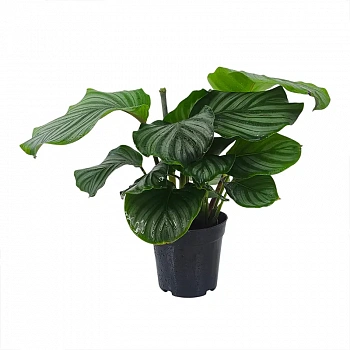 Калатея Орбифолия/ Calathea Orbifolia