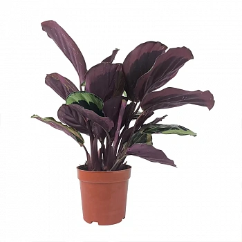 Калатея Розеопикта Грин / Calathea Roseopicta Green